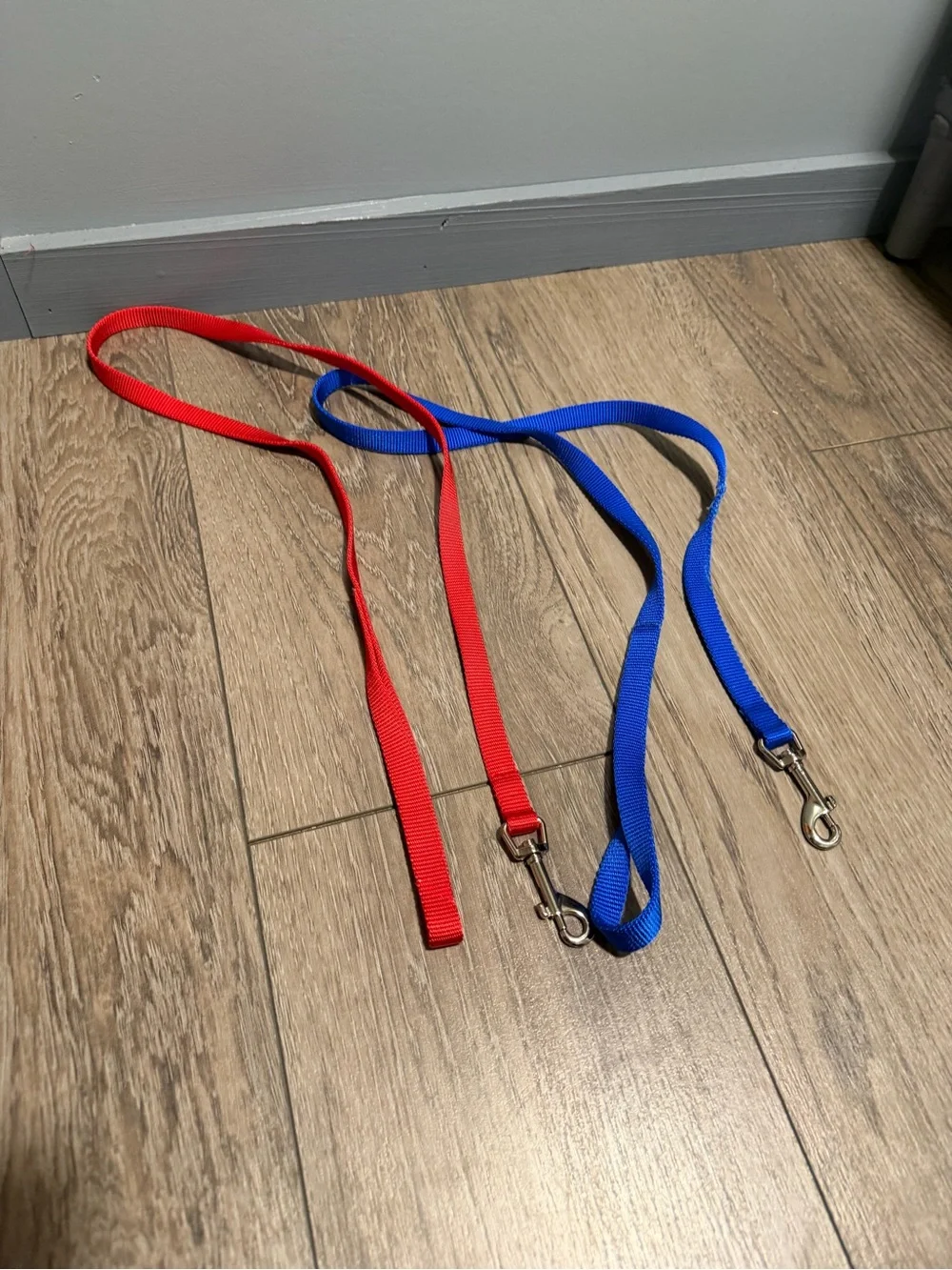 Lot of dog leashes